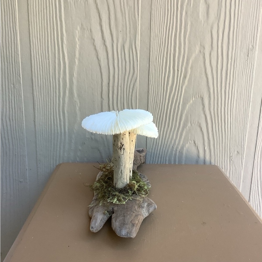 Driftwood Art, Driftwood and Coral Mushrooms, Mushroom Art, Coastal Art - Picture 6 of 12